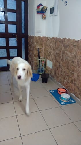 Customer photo review of Crocchette Cute e Manto al Salmone - Cane Adulto - Proteine idrolizzate - Grain Free