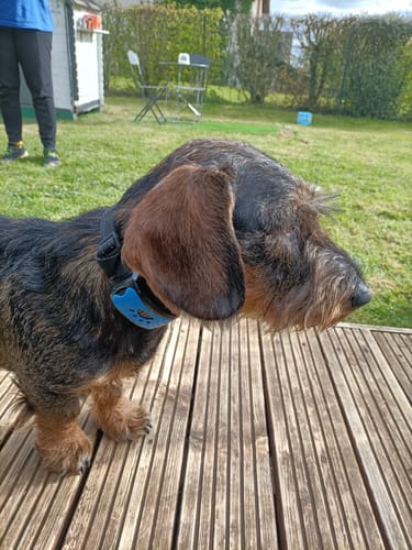 Photo d'un client : un teckel à poil dur portant le collier anti-aboiement PuppySafe sur une terrasse en bois.