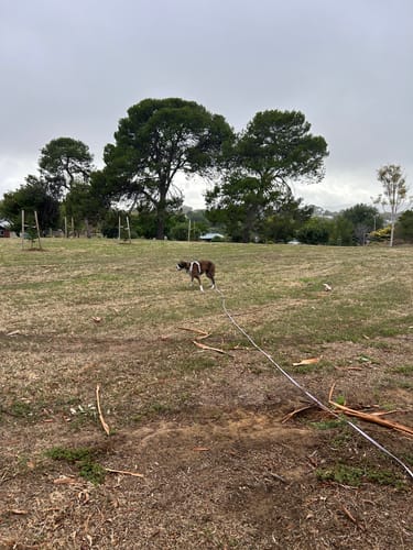 Customer photo review of Biothane Long Line with Detachable Handle