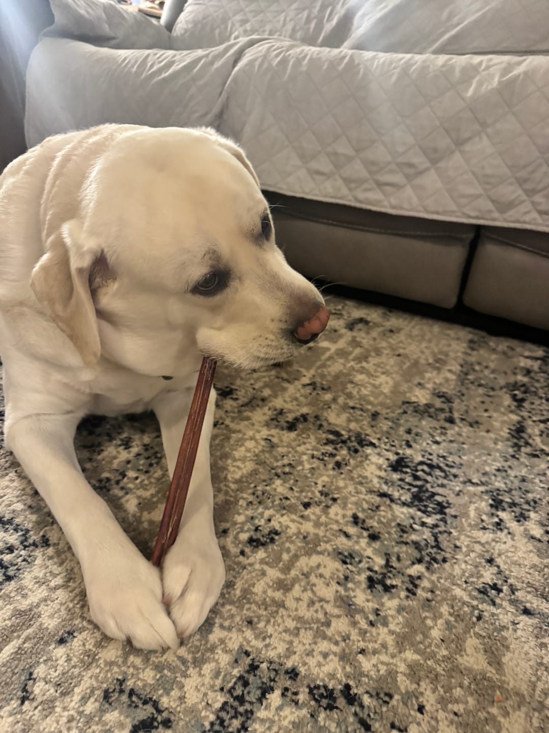 Customer photo review of Hickory Smoked Bully Sticks