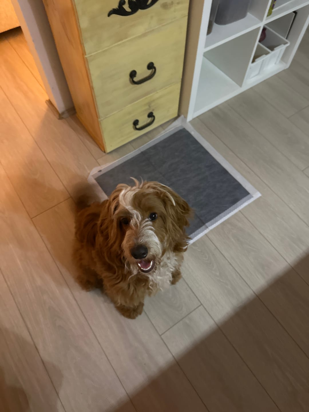 Customer photo review of Pet Toilet Training Pads Ultra Absorbent