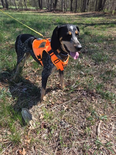 Customer's dog wearing the bright orange Team K9 Tactical Dog Harness while standing in a grassy area.