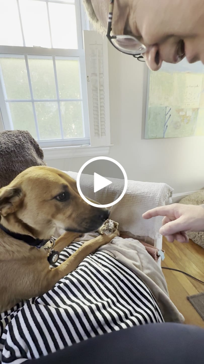 Customer video review of Medium Ostrich Cane (10" x 3"): The Long-Lasting, Flavor-Packed Chew for Medium & Large Dogs