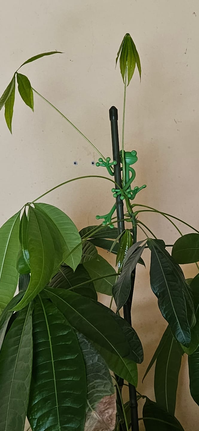Customer photo review of Mamie Frog®