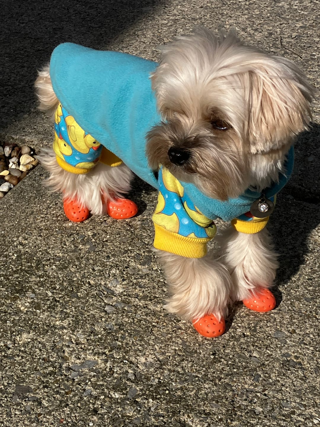Customer photo review of WagWellies® Mojave Neon Orange