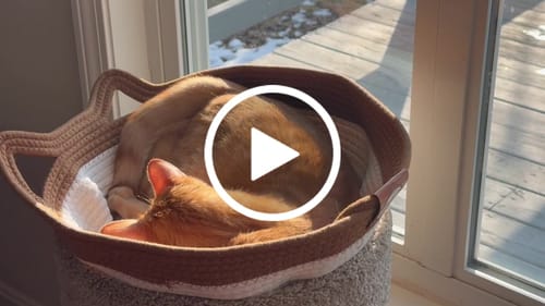 Customer video review of Instinct Basket | Meet the first research-backed natural territory for indoor cats