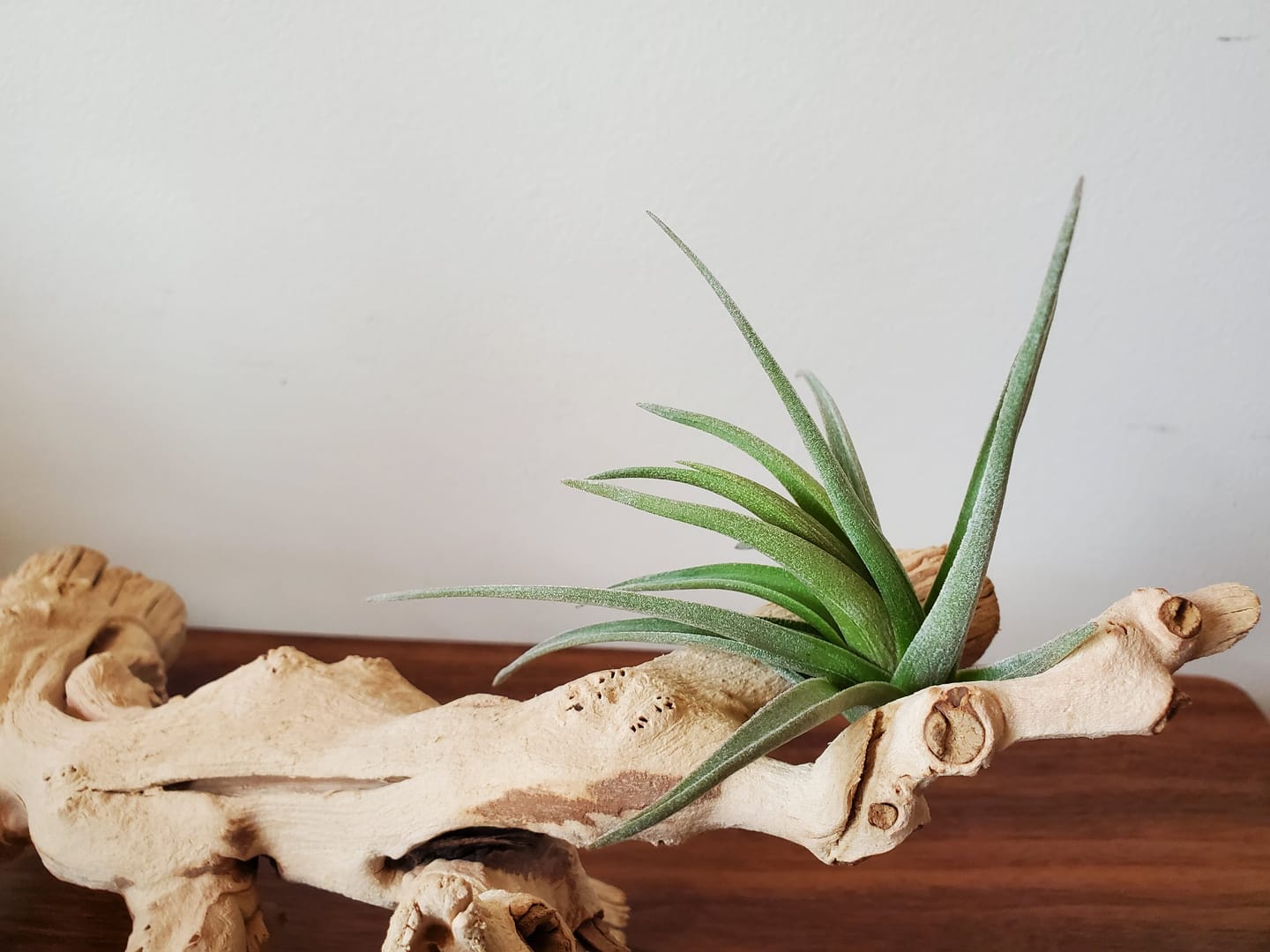 Customer photo review of Bermejoensis  (BEAUTIFUL Flower When In Bloom)