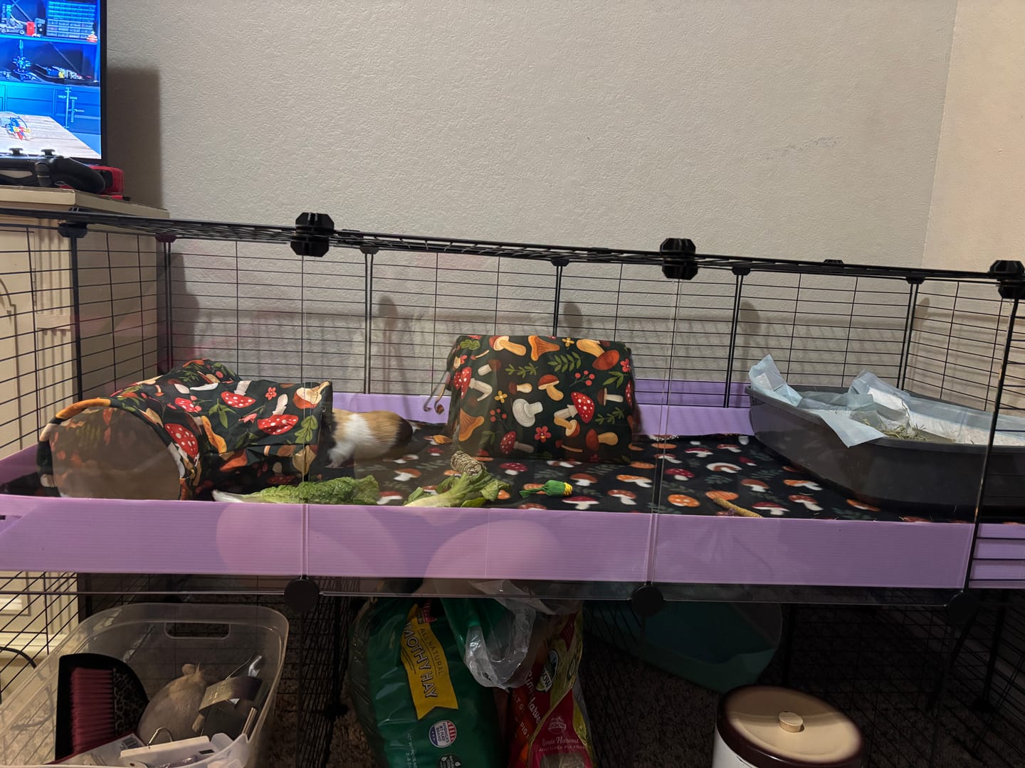Customer photo review of 4x2 C&C Guinea Pig Cage with Loft & Stand