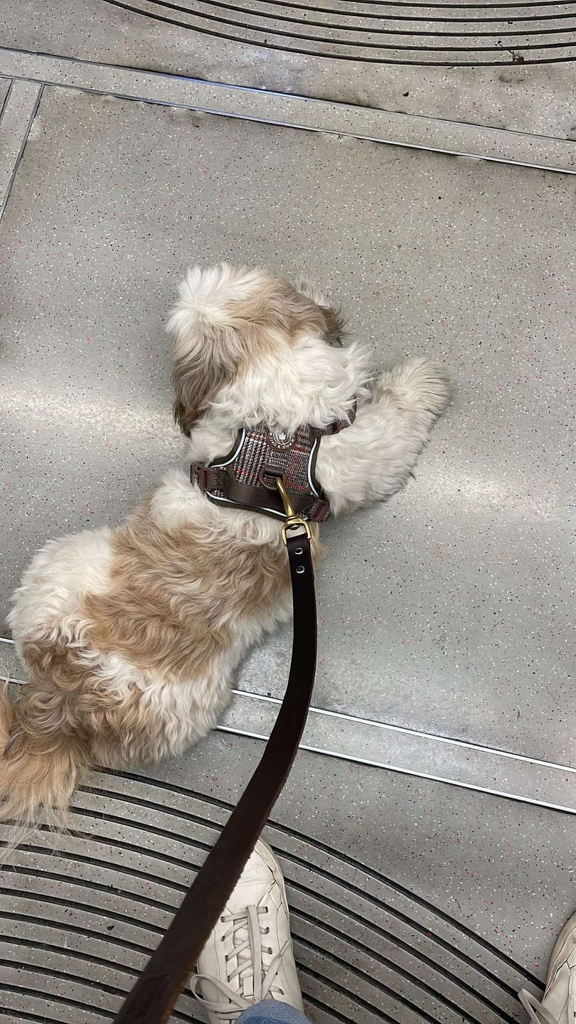 Customer photo review of Trail & Glow Tweed Dog Harness - Colour Drops - Heritage Plaid