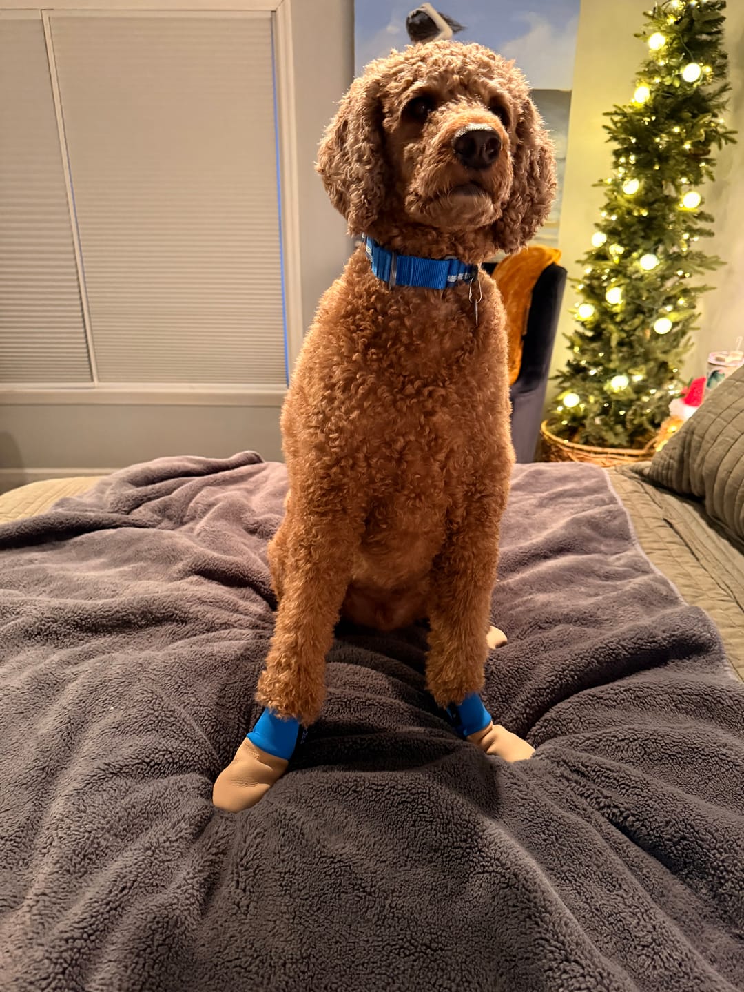 Customer photo review of All Weather Dog Booties - Doccasins - 1 pair