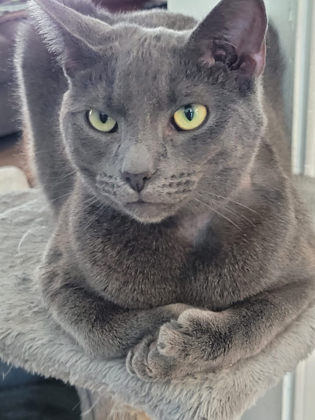 Customer photo review of Cat Itchy Skin & Healthy Coat Remedy
