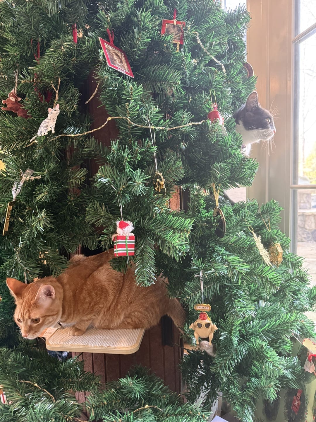 Customer photo review of Cat Christmas Tree - Sep 2026