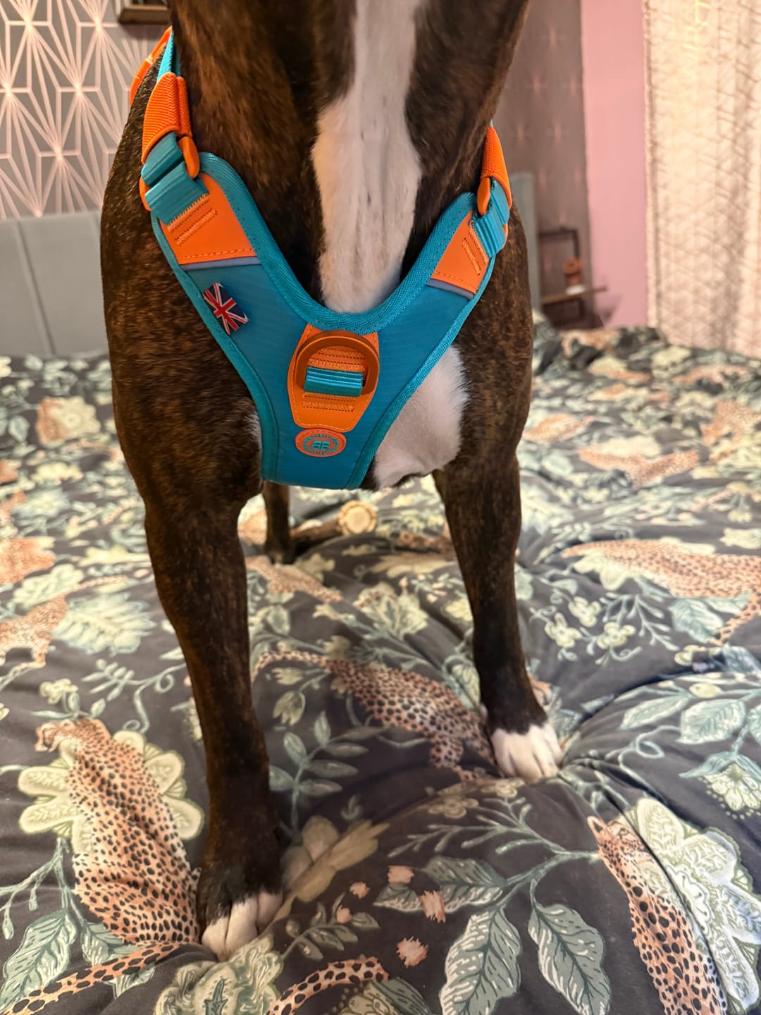 Customer photo review of Anti Pull Hurricane Harness Lighter | With Handle - Turquoise X Orange