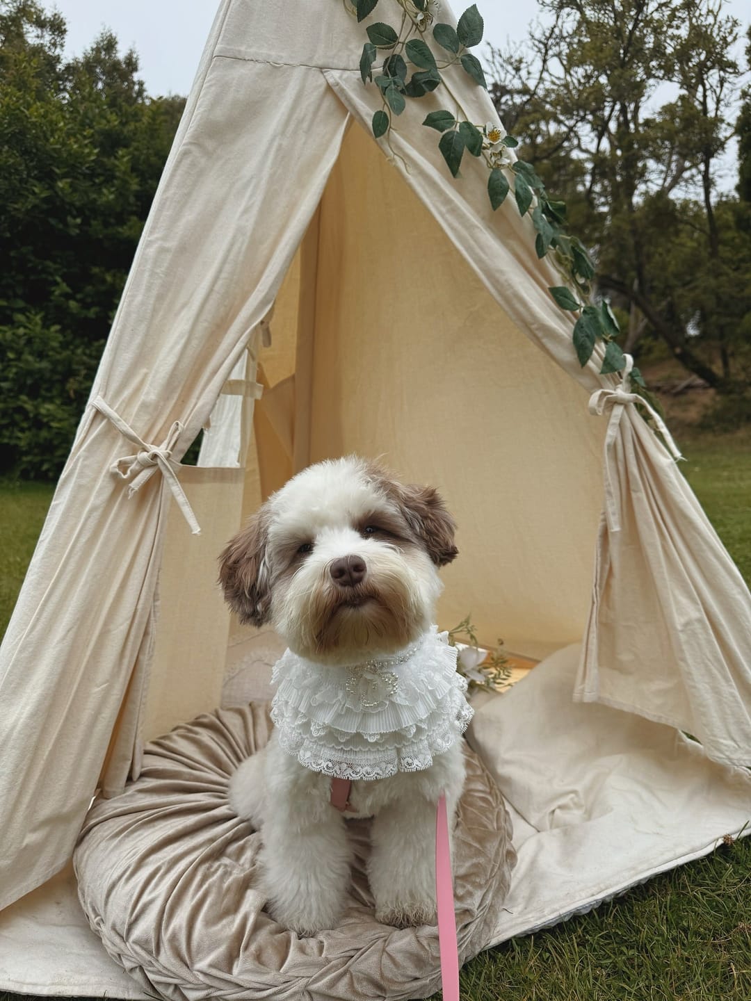 Customer photo review of Juliette – Lace Dog Dress | Elegant Formal Style