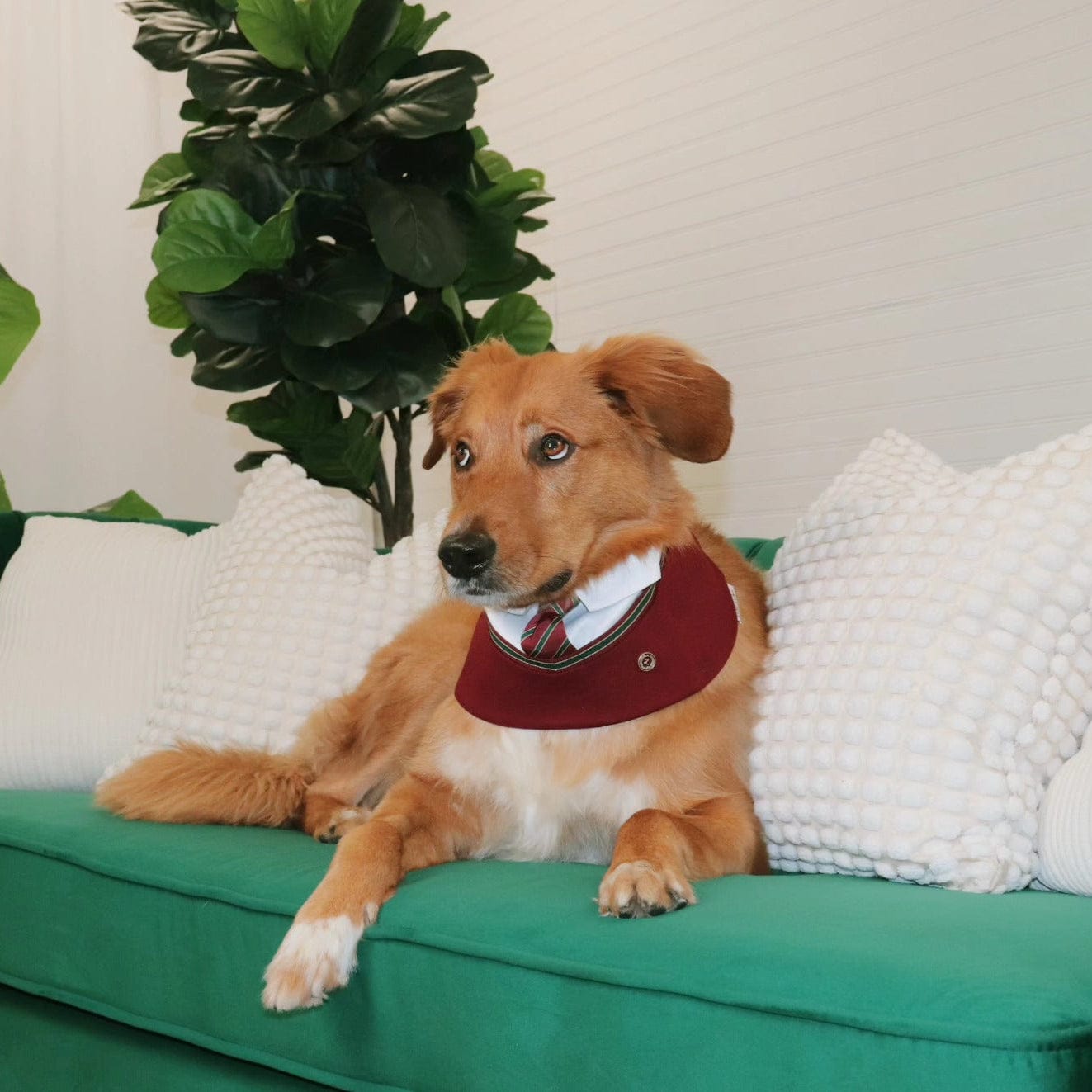 Customer photo review of Ivy – Red & Green Preppy Dog Bandana | Stylish Occasion Wear