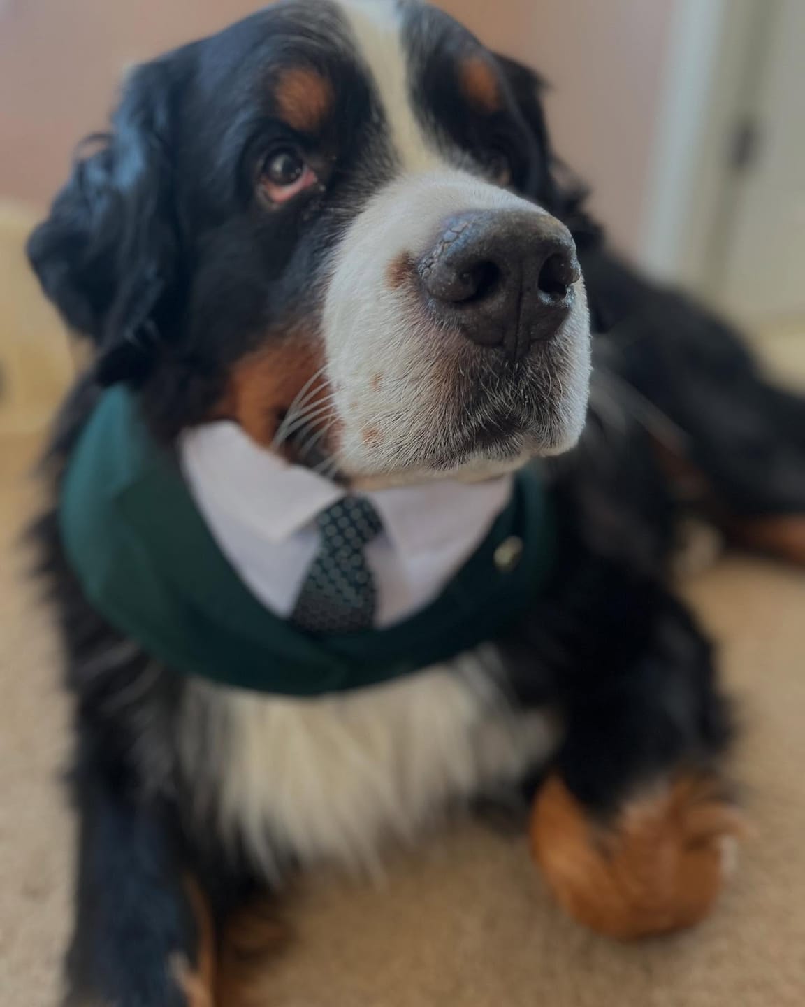 Customer photo review of Windsor – Burgundy & Green Dog Suit | Elegant Outfit