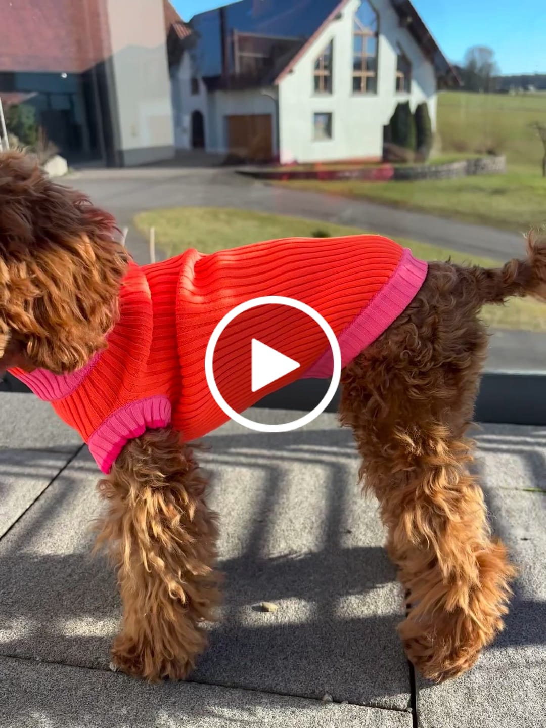 Customer video review of THE GLOW JUMPER 2.0 - Neon Hundepullover - (Sunny Tangerine)