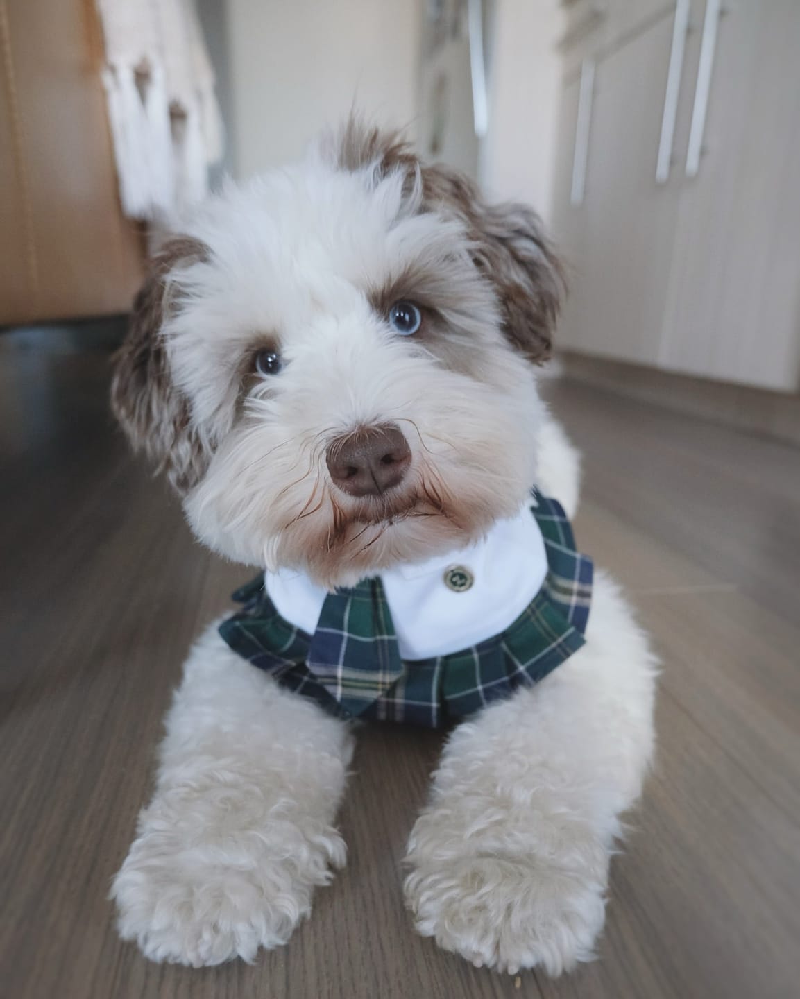 Customer photo review of Emma – Schoolgirl Dog Outfit | Adorable Pet Uniform