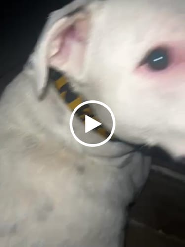 Customer video review of SUPATUFF® Strong Dog Collar SECURITY (Wide Fit)