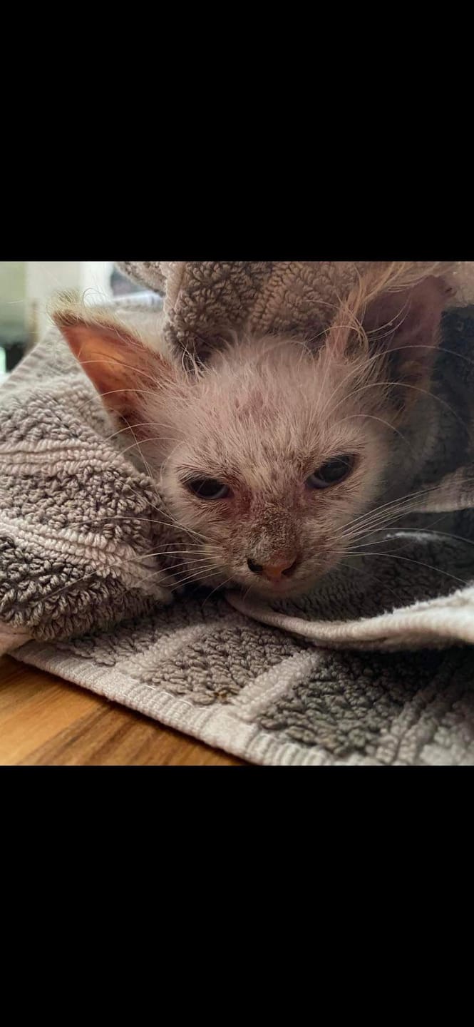 Customer photo review of Cat Cold, Sneezing & Respiratory Support Remedy