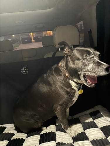 Customer's dog sits comfortably on a blanket inside the black car seat hammock cover in an SUV.