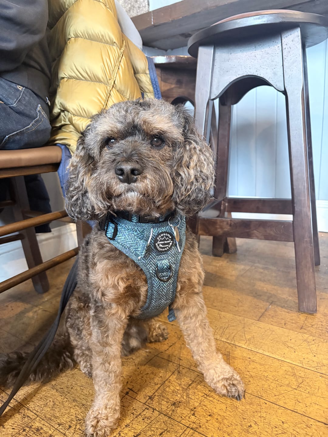 Customer photo review of Tough Trails™ Harness - Country Teal