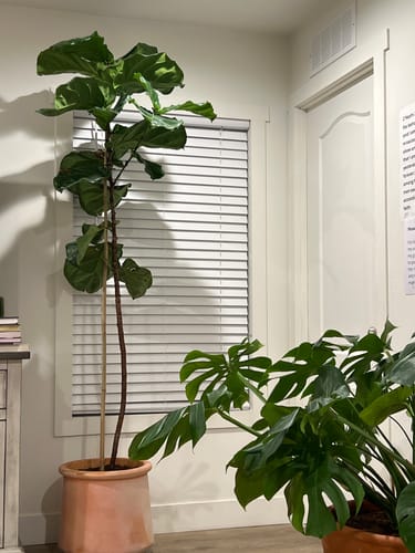 Customer's tall, healthy fiddle leaf fig plant in a pot indoors, showing the results of using the Plant Food.