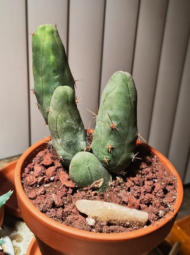 Reviewer's Trichocereus bridgesii monstrose cactus with several short, green stems in a clay pot.