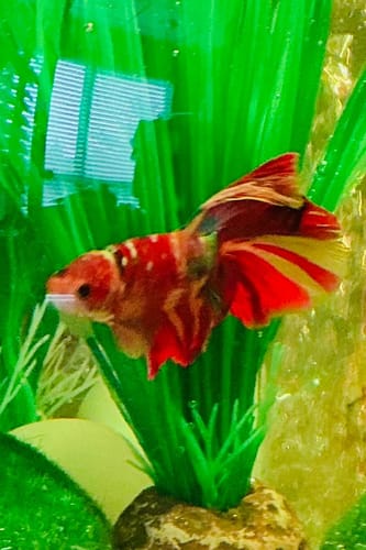 Customer photo review of Multicolor Halfmoon Male Betta Fish | Order Directly From Farm | You Pick Fish