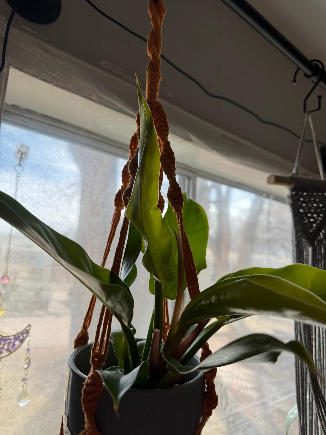 Customer photo review of Philodendron 'Moonlight'