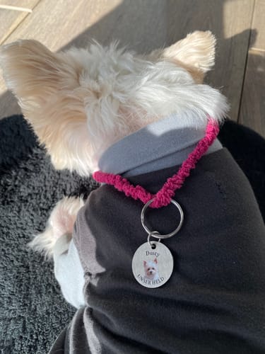 Nahaufnahme: Der personalisierte ID-Tag eines Kunden mit Foto und Gravur am Halsband eines Hundes.