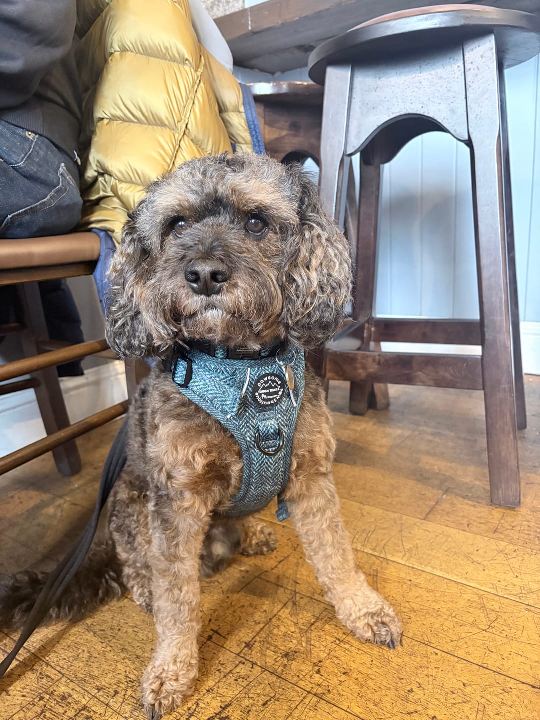 Customer photo review of Collar - Country Teal