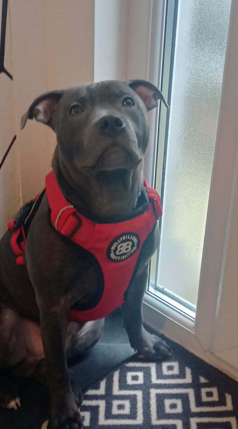 Customer photo review of Comfort Premium Harness | Non Restrictive - Red