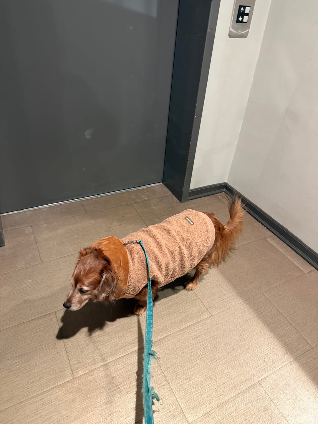 Customer photo review of Teddy Sherpa Dog Jackets