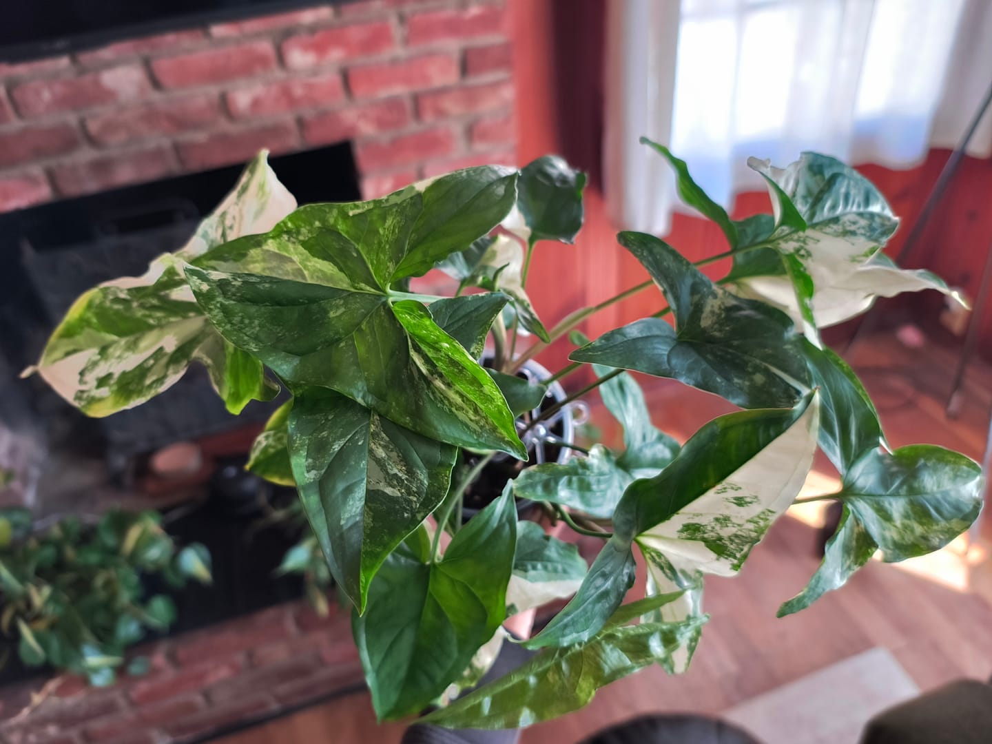 Customer photo review of Syngonium podophyllum albo variegata