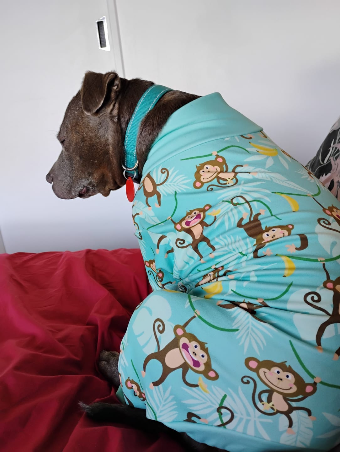 Customer photo review of Dog Pajama - Monkey Business