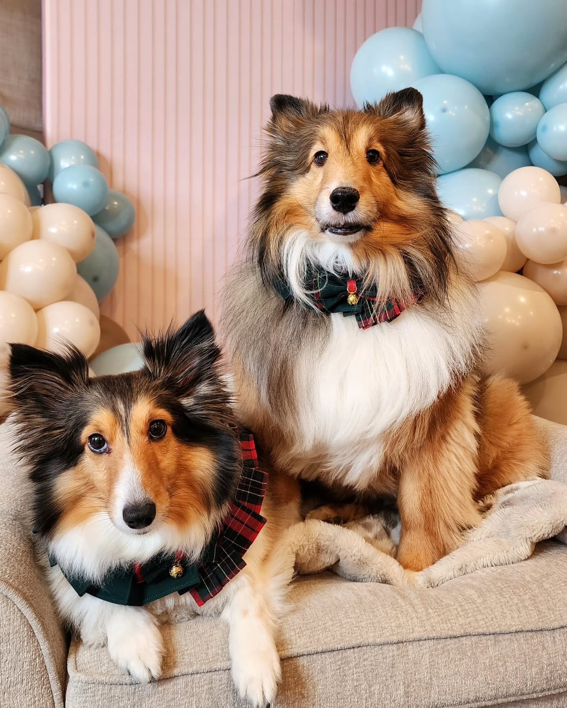 Customer photo review of Noelle – Red & Green Plaid Dog Dress | Christmas Holiday Style