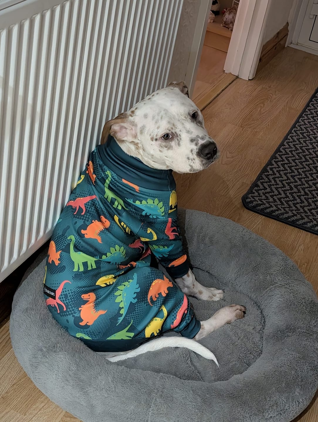 Customer photo review of Dog Pajama - Dinosaurs