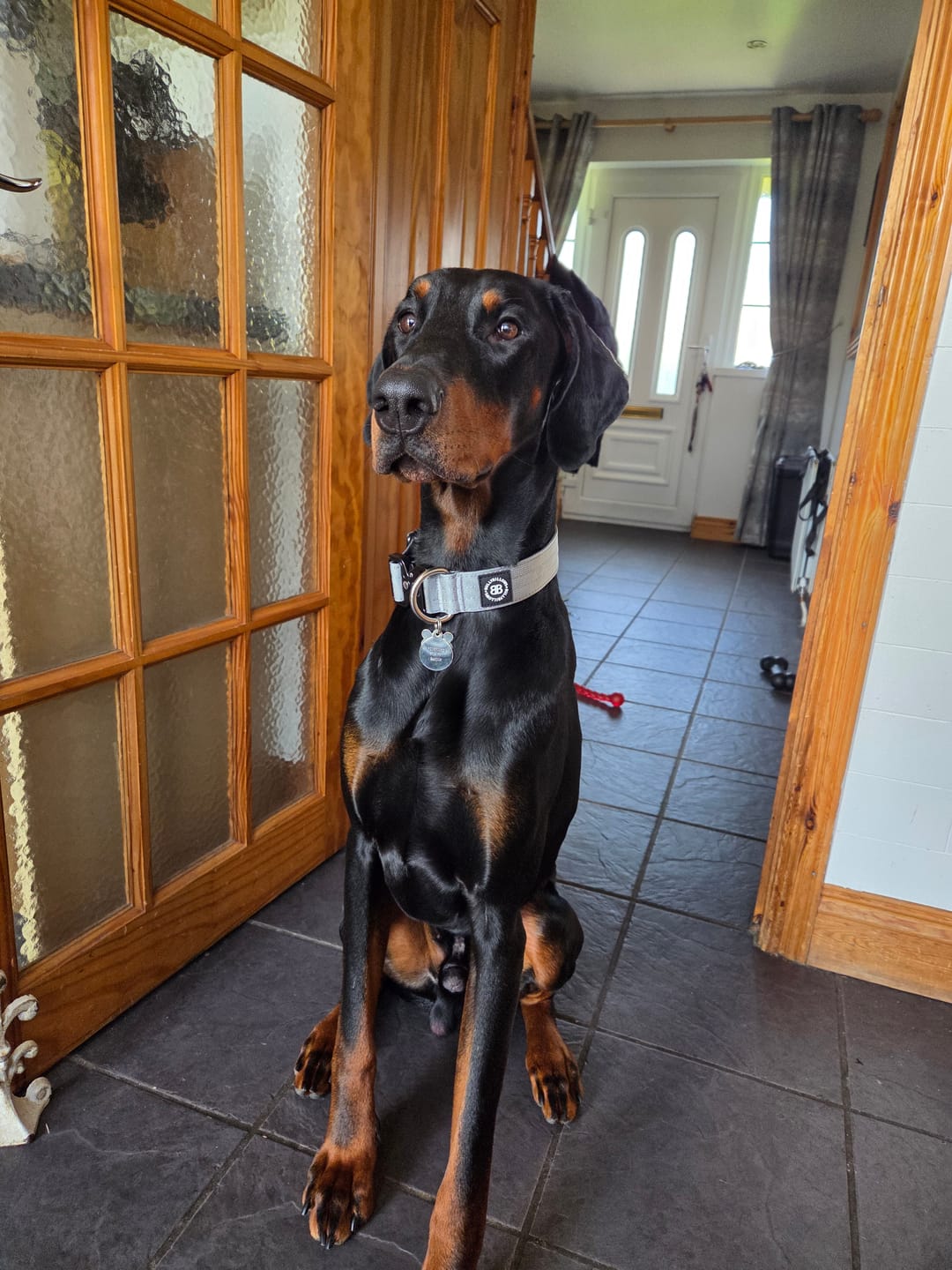 Customer photo review of 4cm Combat® Collar | Rated Clip - NO HANDLE - Metal Grey