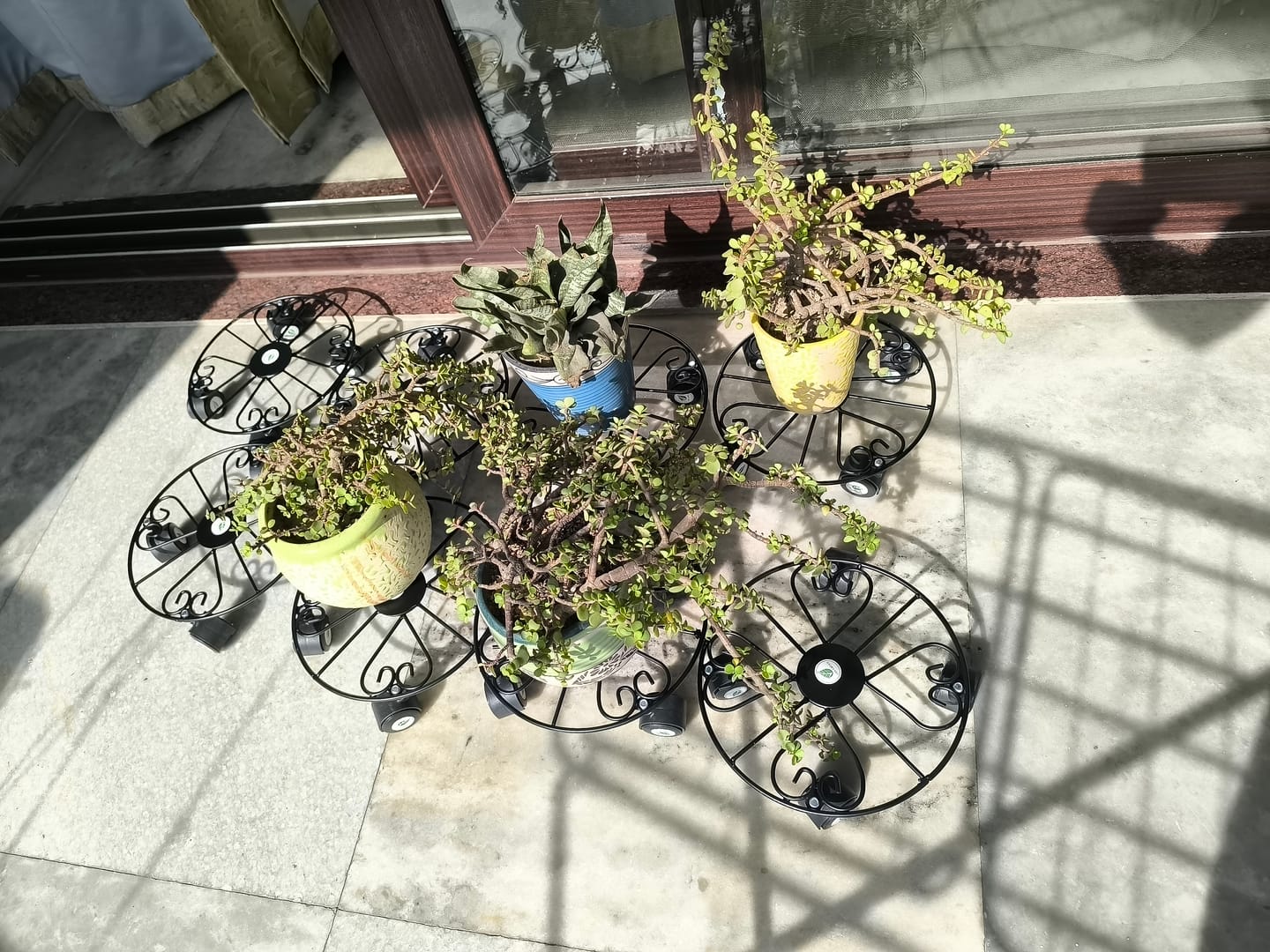 Customer photo review of TryGreen Fyra Wheel Rolling Plant Stand for Planters
