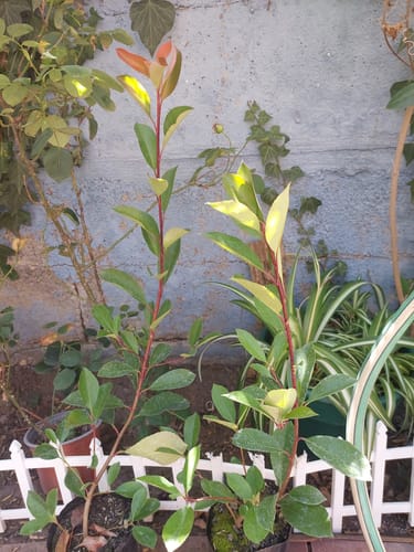 Customer photo review of Fotinia – El Cerco Vivo Más Colorido y Elegante del Jardín