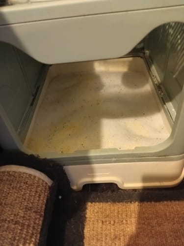 Customer photo review of 1 Month Supply – 3 Cat