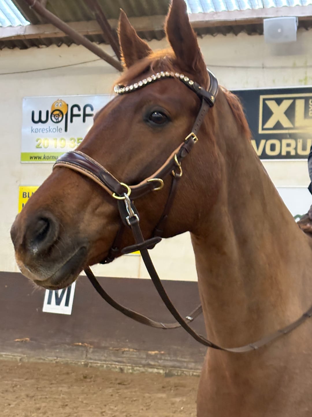 Customer photo review of ❤️ Spiritandhiscrew X MASEGO bit to bitless Multi bridle