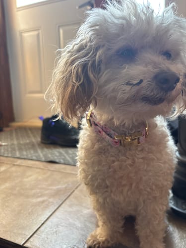Customer photo review of Mystery Box - Dog