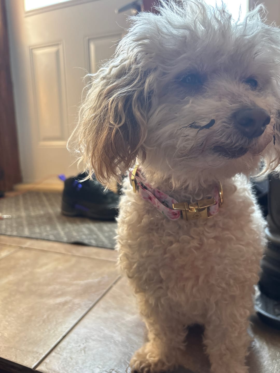 Customer photo review of Mystery Box - Dog