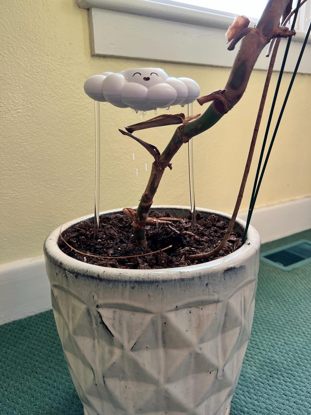 Customer photo review of Misty the Cloud