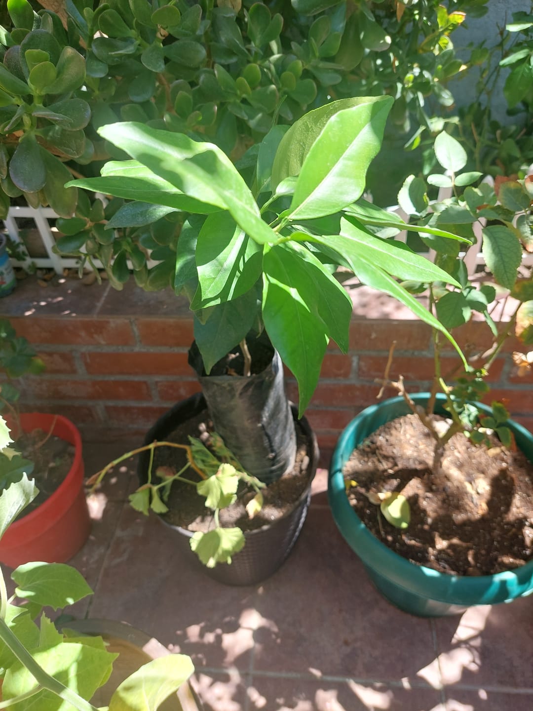 Customer photo review of Naranjo Fukumoto – Naranjas Dulces Tempranas para Disfrutar desde Otoño