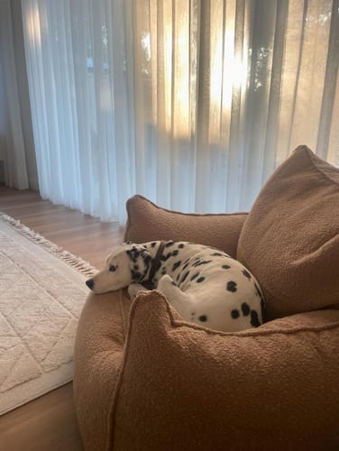 Customer photo review of DODO LOUNGE CHAIR - BOUCLE CAMEL