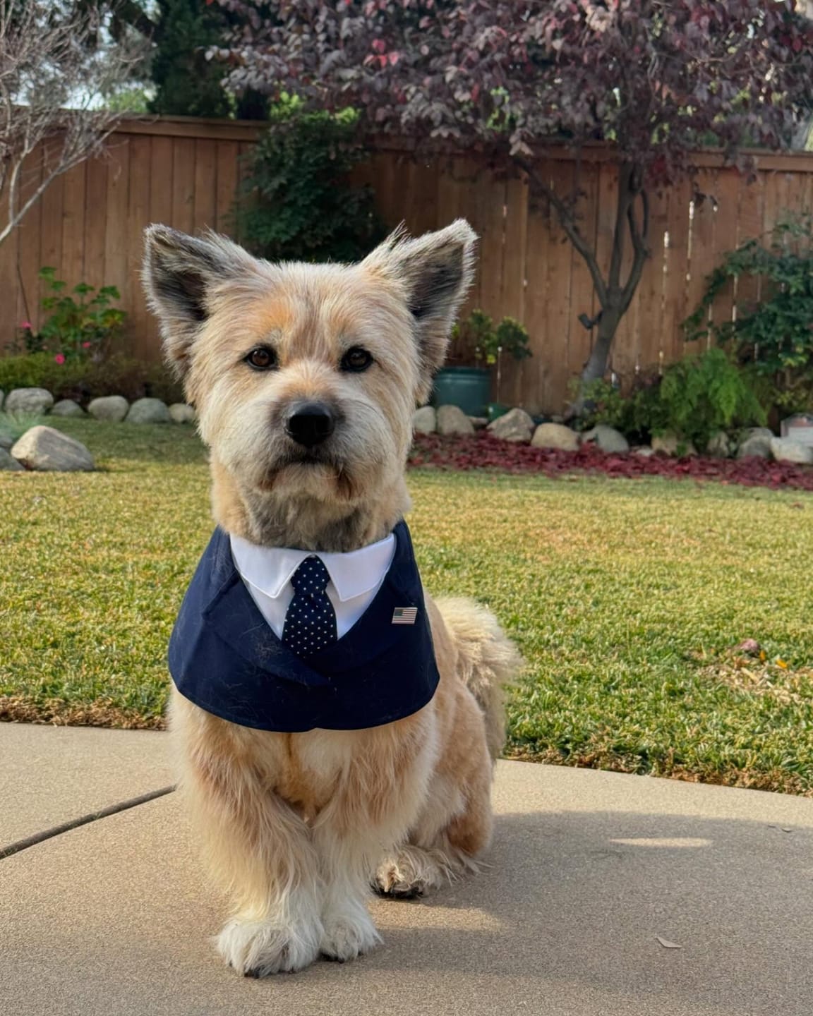 Customer photo review of President – Red & Blue Tie Dog Suit | Formal Style
