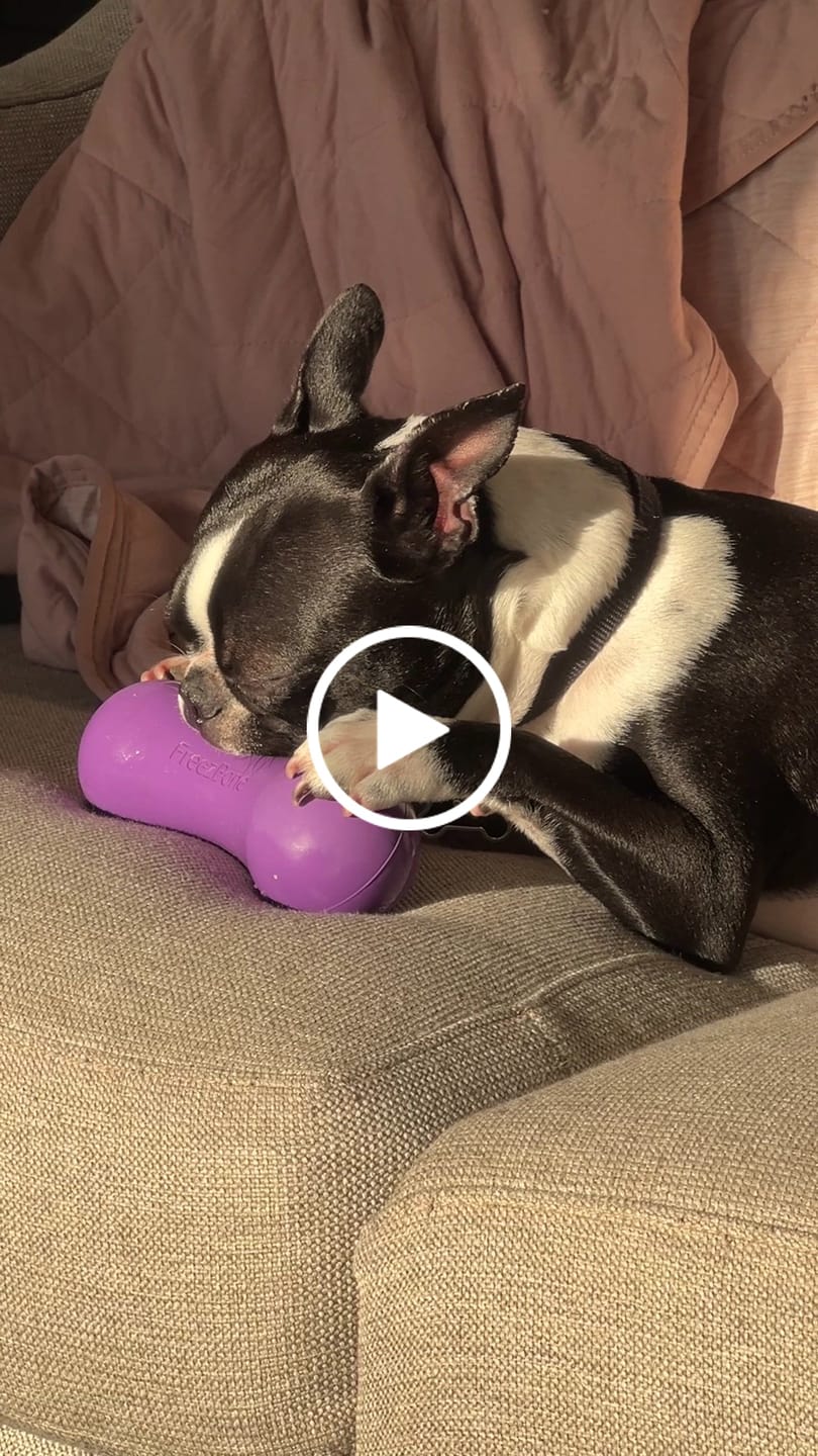 Customer video review of Freezstick - Indestructible Enrichment Chew